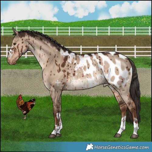 Horse Color:Liver Red Dun Blanket Rabicano Brindle