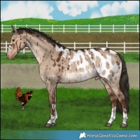Horse Color:Liver Red Dun Blanket Rabicano Brindle