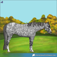 Horse Color:Blue Roan Snowflake Varnish 