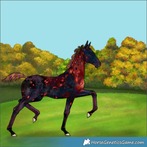 Horse Color:Unknown 