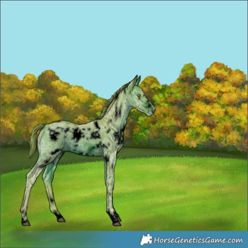 Horse Color:ERROR: UNKNOWN ANOMALY