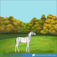 Horse Color:Brown Sabino Rabicano