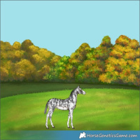 Horse Color:Brown Sabino 