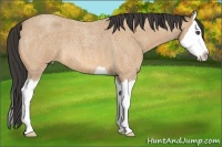 Horse Color:Buckskin Roan Splash 