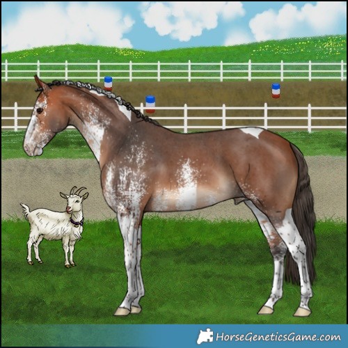 Horse Color:White Spotted Bay Tobiano 