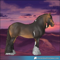 Horse Color:Buckskin Tobiano 