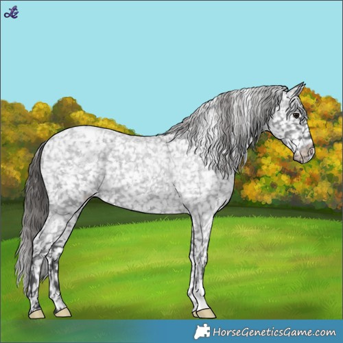 Horse Color:Blue Roan Snowflake Varnish 