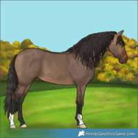 Horse Color:Bay Dun
