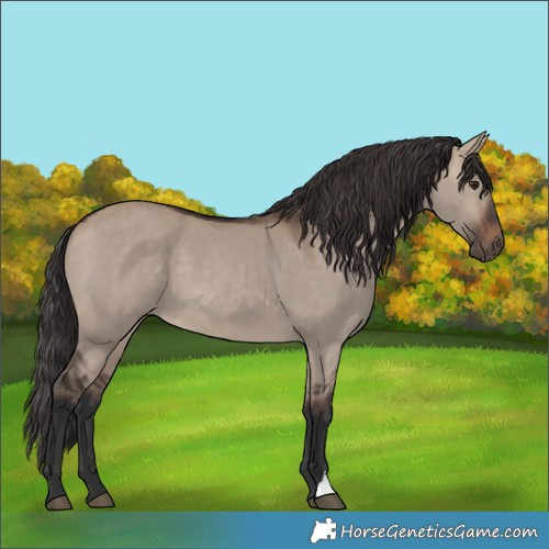 Horse Color:Brown Dun 