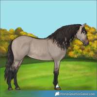 Horse Color:Brown Dun