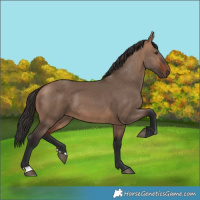 Horse Color:Bay Dun 