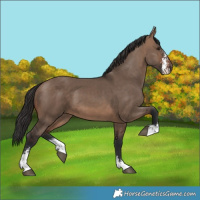 Horse Color:Brown Dun Sabino 