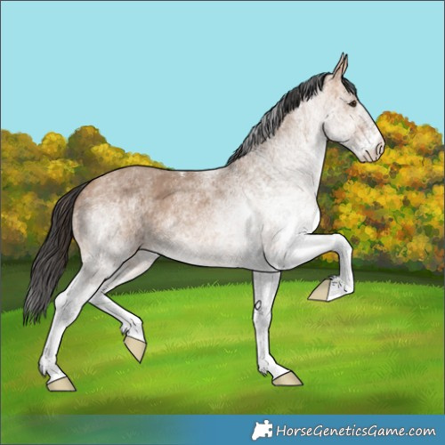 Horse Color:White Spotted Bay Dun 