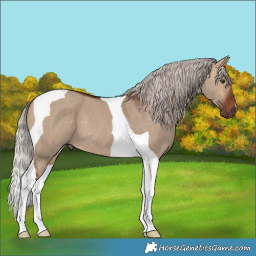 Horse Color:Silver Bay Dun Tobiano 