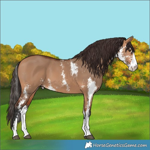 Horse Color:Bay Dun Sabino 