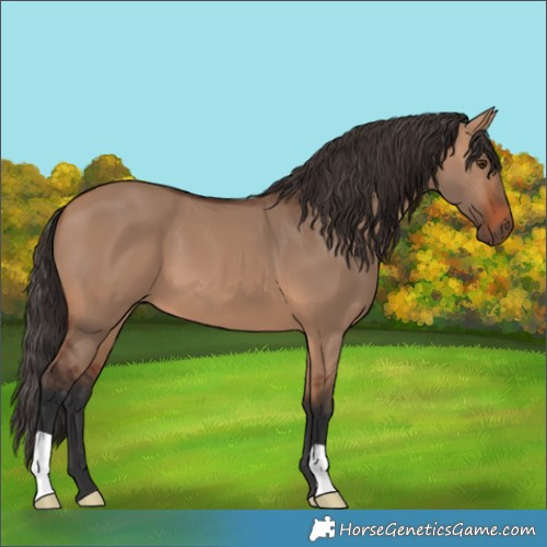 Horse Color:Bay Dun 