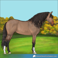 Horse Color:Bay Dun 