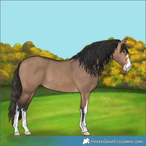 Horse Color:Bay Dun Sabino