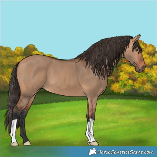 Horse Color:Bay Dun 