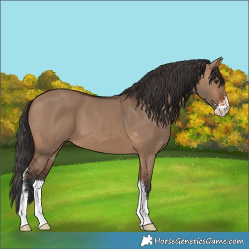 Horse Color:Brown Dun Sabino
