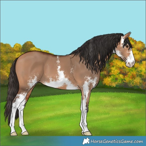Horse Color:Bay Dun Sabino