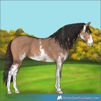 Horse Color:Bay Dun Sabino