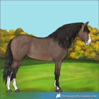 Horse Color:Brown Dun Sabino Rabicano 
