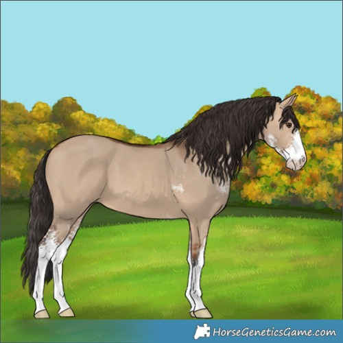 Horse Color:Bay Dun Sabino 