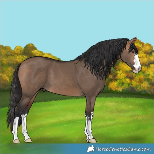 Horse Color:Bay Dun 