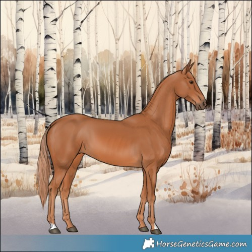 Horse Color:Chestnut 