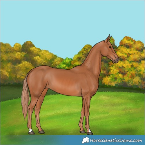 Horse Color:Chestnut 