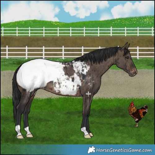 Horse Color:Brown Dun Near Fewspot Brindle 