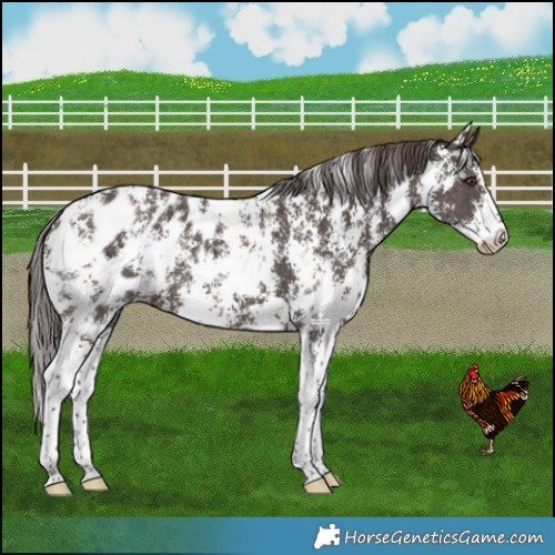 Horse Color:Liver Chestnut Sabino Near Leopard 