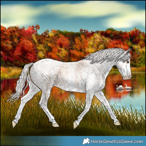 Horse Color:White Spotted Silver Bay Roan Dun 