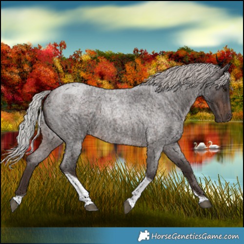 Horse Color:Silver Brown Roan Tobiano 