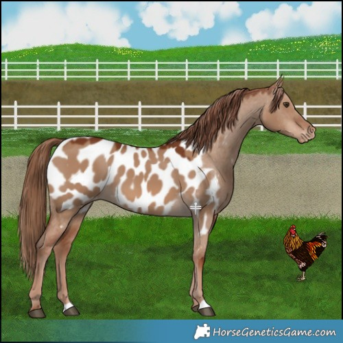 Horse Color:Red Dun Near Leopard 