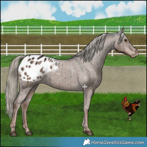 Horse Color:Liver Red Dun Mushroom Blanket Brindle 