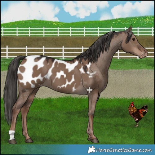 Horse Color:Liver Red Dun Near Leopard 