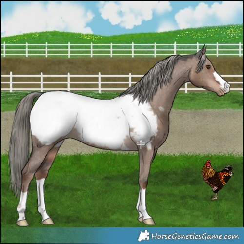 Horse Color:Liver Red Dun Mushroom Snowcap 