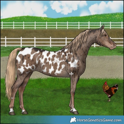 Horse Color:Liver Red Dun Near Leopard Brindle 