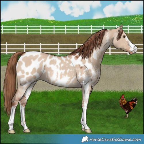 Horse Color:Red Dun Sabino Near Leopard 