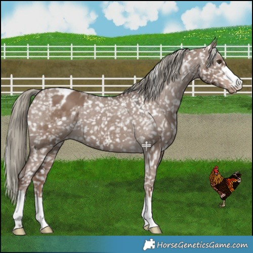 Horse Color:Liver Red Dun Mushroom Snowflake Varnish 