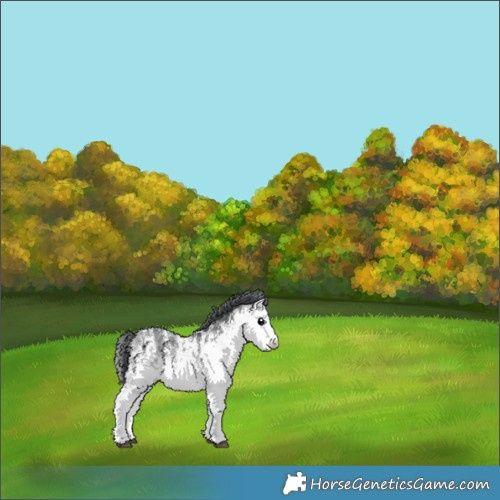 Horse Color:White Spotted Bay Chinchilla 