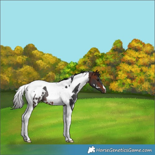 Horse Color:White Spotted Bay Tobiano Rabicano