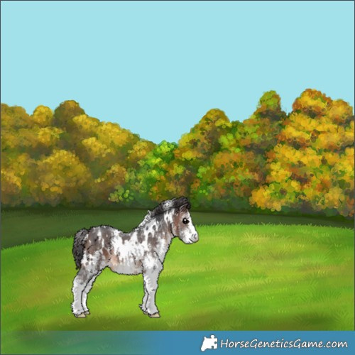 Horse Color:White Spotted Brown Appaloosa Rabicano