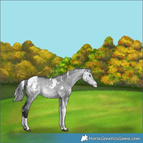 Horse Color:White Spotted Bay Chinchilla Dun Tobiano Appaloosa Rabicano 