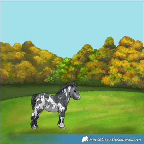 Horse Color:White Spotted Brown Chinchilla 