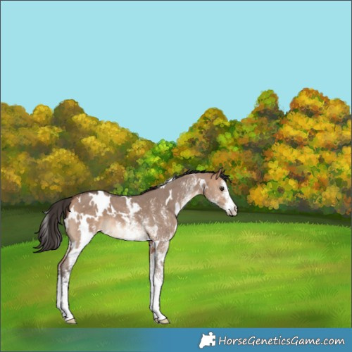 Horse Color:White Spotted Bay Dun 
