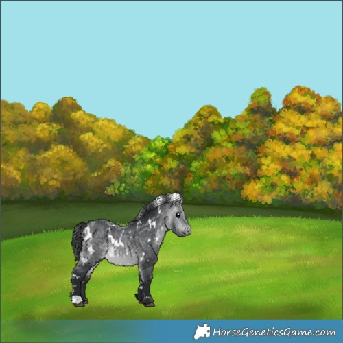 Horse Color:White Spotted Bay Chinchilla 