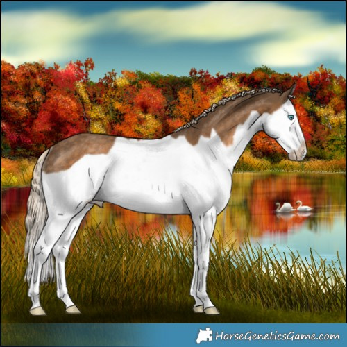 Horse Color:Chocolate Palomino Splash Frame Rabicano 